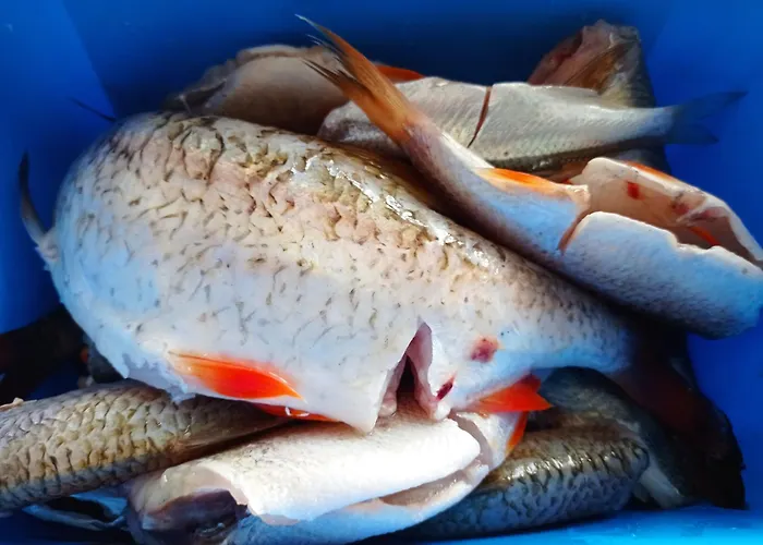 منزل للإقامة Noclegi Swornegacie *